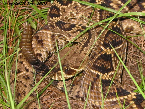 Eastern Diamondback 020809.jpg [104 Kb]